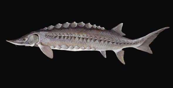 
	پاورپوینت بررسی ريخت شناسي تاس ماهيان
