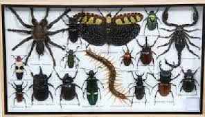 
	پاورپوینت بند پایان و فسیل آنها حشرات و سخت پوستان و هزارپایان و عنکبوتیان
