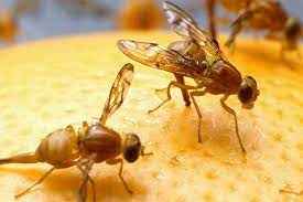 
	پاورپوینت مگس جاليز
