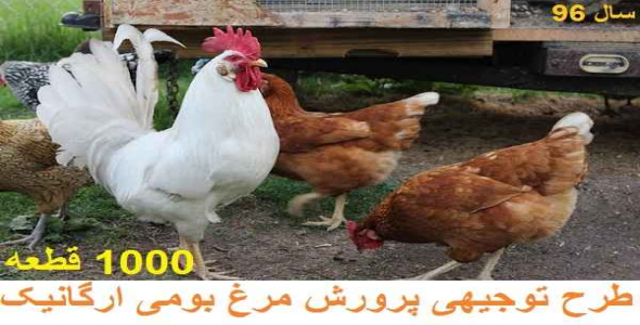 
	طرح توجیهی پرورش مرغ بومی به صورت ارگانیک در سال 96
