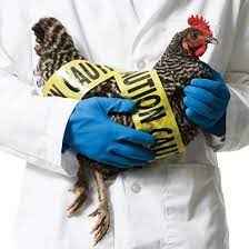 
	پاورپوینت انفلوانزای پرندگان
