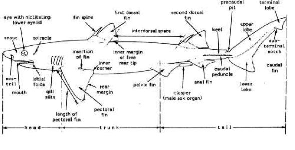 پاورپوینت ماهيان غضروفي  كوسه ها 