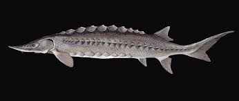 
	پاورپوینت ريخت شناسي تاس ماهيان
