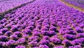 
	پاورپوینت آموزش کاشت زعفران
