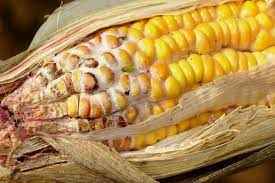 
	پاورپوینت امنیت غذایی و مایکوتوکسین ها
