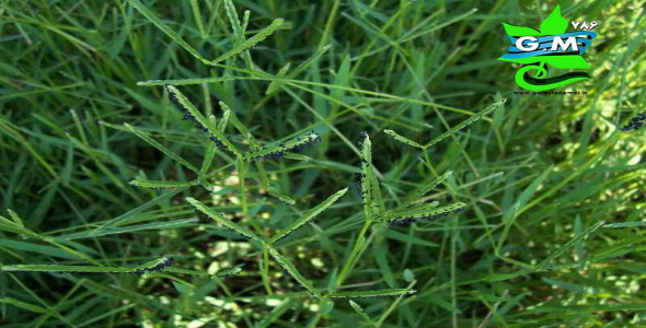 
	پاورپوینت بررسی علفهاي هرز
