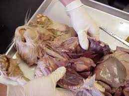 
	پاورپوینت اصول کالبد گشایی
