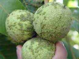 
	پاورپوینت آفات مهم درختان گردو
