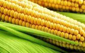 
	پاورپوینت بررسي مرفولوژي و ريخت شناسي ذرت
