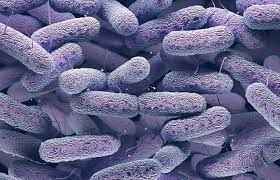 
	تحقیق پیراپزشکی
