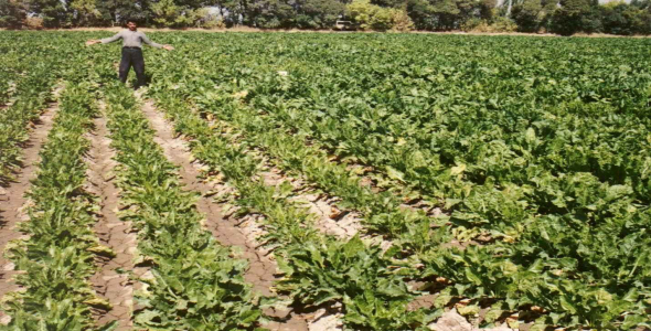 
	تحقيق ميزان پتاس مورد نياز در زراعت چغندرقند
