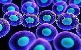 
	تحقیق سلول های بنیادی
