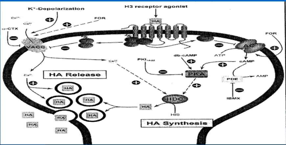 
	پاورپوینت بررسی نقش گیرنده های مرکزی هیستامینی (H1, H2, H3, H4) در اعمال فیزیولوژیک بدن
