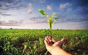 
	تحقیق زراعت و اصلاح نباتات
