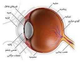 
	پاورپوینت بخش های مختلف چشم و کارکردهای آن
