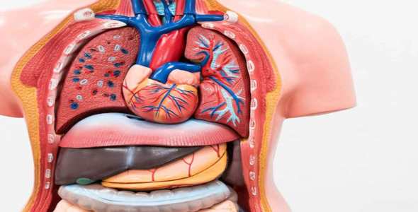 
	پاورپوینت آناتومی عمومی بدن
