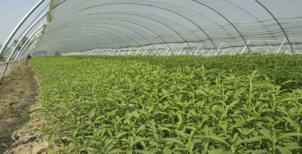 
	مجموعه آموزشی پرورش استویا به همراه توجیه اقتصادی و تصاویر
