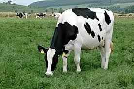 
	طرح توجیهی فنی اقتصادی گاوداری شیری
