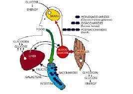 
	پاورپوینت متابولیسم کربوهیدرات عضله اسکلتی در جریان ورزش
