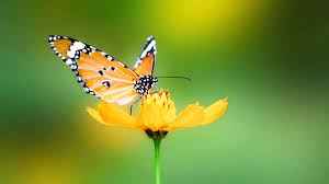 
	پاورپوینت درسی از پروانه
