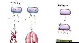 
	پاورپوینت اگزوتوکسین های پروتئینی
