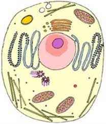 
	پاورپوینت سلول و سازمان بندی آن
