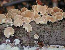 
	پاورپوینت قارچ ها
