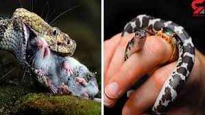 
	پاورپوینت نیش خزندگان
