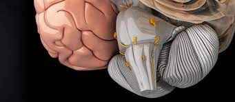 
	پاورپوینت بصل النخاع
