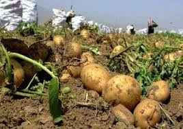 
	پاورپوینت زراعت سیب زمینی
