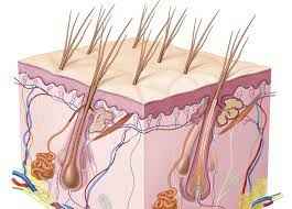 
	پاورپوینت آشنایی مختصر با آناتومی و فیزیولوژی پوست
