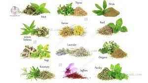 
	پاورپوینت گياهان دارويي
