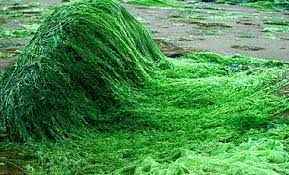 
	پاورپوینت اسپرولینا
