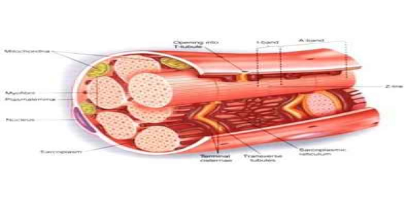 
	تحقیق فيزيولوژي عضله‌ اسكلتي
