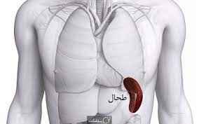 
	پاورپوینت طحال
