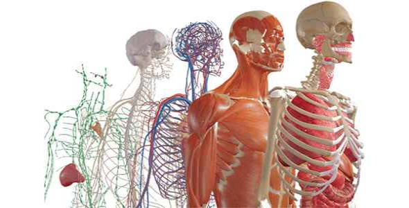 
	پاورپوینت آناتومی بدن انسان
