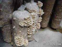 
	تحقیق آموزش توليد قارچ صدفي
