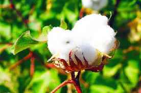 
	پاورپوینت خصوصيات گياهشناسي پنبه
