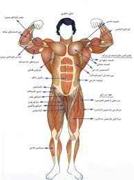 
	پاورپوینت مبانی ساختار حرکت شناسی
