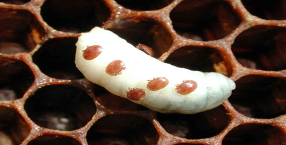 
	پاورپوینت آلودگی به واروا در زنبوران عسل
