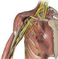
	پاورپوینت اعصاب و عروق اندام فوقانی
