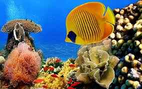 
	تحقیق آبزیان پرورش ماهي در سيستم هاي باز
