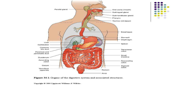 
	پاورپوینت آناتومی دستگاه گوارش تشخیص ها و لوله گذاری
