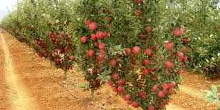 
	تحقیق نقش ريشه و پايه هاي درختان ميوه در سازگاري با عوامل محيطي
