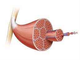 
	پاورپوینت عضلات اسکلتی و صاف
