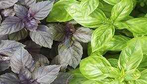 
	تحقیق گیاه ریحان
