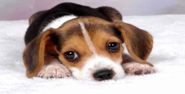 
	پاورپوینت رفتار شناسی سگ ها
