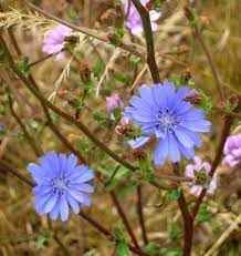 
	تحقیق کاسنی
