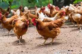 
	پاورپوینت مرغ تخم گذار
