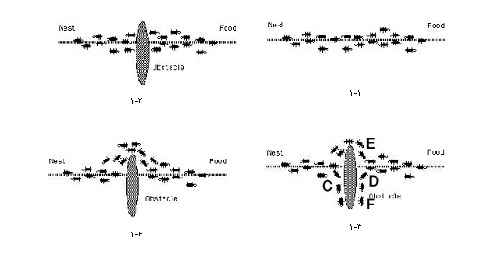 مقاله پیرامون الگوریتم کلونی مورچه ها